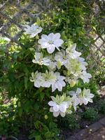 Garten - La Seigneurie