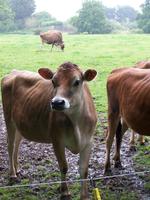 ...angeblich die hübschesten Kühe...