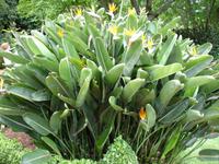 Anwesen der Familie Blandy - Strelitzien