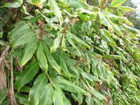 Levada Wanderung in Marocos - Ingwergewächs