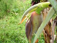 Levada Wanderung in Marocos - Bananenfrucht