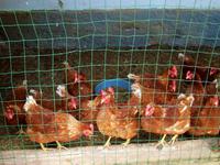 Besuch des Bauernhofs