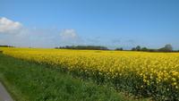 und der Raps blüht so schön ...