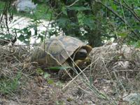 Leben am Wegesrand II