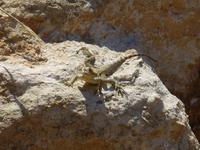 Echsen waren keine Seltenheit