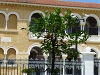 Orangenbaum vor dem Sitz des obersten geistlichen Führers Zyperns in Nicosia