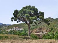 in den Bergen ändert sich langsam die Vegetation