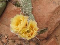 Prickly Pears