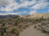 Joshua Trees, Yuccas & Staghorn Chollas