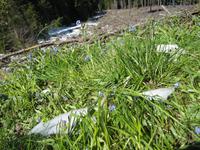 Blüten im Schnee