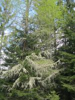 Lerche mit Luftflechten