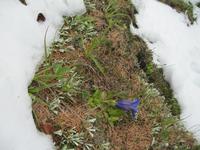 trotz Schnee
