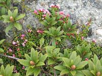 Blütenansatz Almrosen