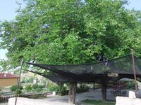 Mit Netzen fängt man die Früchte des Maulbeerbaumes auf