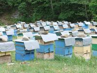 Bienenstöcke