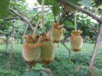 Diese Kiwifrüchte müssen noch wachsen