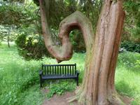 Hever Castle - Bank unter Baum