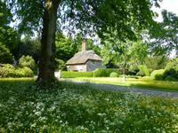 West Dean Garden - Wildblumen