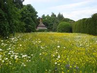 West Dean Garden - Wildblumenwiese