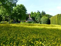 West Dean Garden Wiese mit Wildblumen