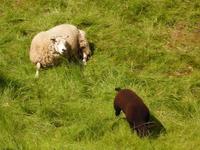 Mutter Schaf passt auf