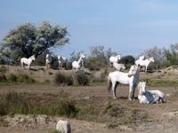 Weiße Camargue-Pferde auf dem Weg nach Les Saintes Maries de la Mer