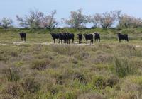 Camargue-Stiere erkennt man an den nach oben gerichteten Hörnern 