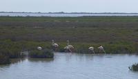 Auch Flamingos konnten wir in der Camargue beobachten