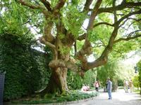 06.06.2013 Isola Bela, im Garten