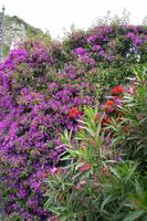 134 Vegetation an der Amalfiküste