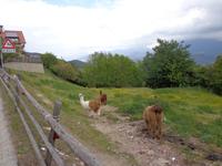 Alpakas auf dem Hochplateau des Ritten