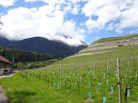 Ein Weinberg des Klosters