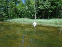Ein Schwan putzt sich