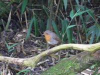 Lost Gardens of Heligan