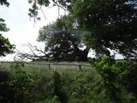 in berühmte Suckower Eiche