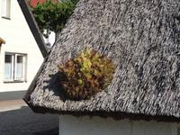 bepflanztes Reeddach in Klein Zicker