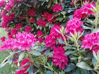 Rhodedendron Stadt Bergen