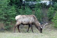 Wapiti