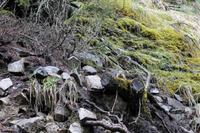 Wer findet das Tier? :-)