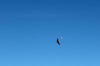 2 Möwen greifen einen Weißkopfseeadler an.