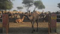 241 Kamelfarm Bikaner - Heimkehr der Herde