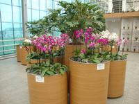 Orchideen
