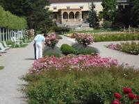 überall Rosen, die Entscheidung fällt schwer