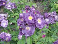 blaue Blüten , eine Seltenheit