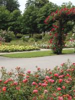 Rosen, wohin man sieht