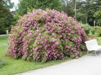damit verabschieden wir uns von den Königinnen der Blumen