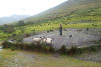 Vorführung, wie mit Schafshunden gearbeitet wird