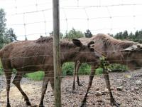 Grönäsens Älgpark