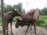 Grönäsens Älgpark