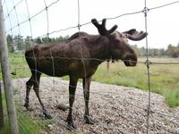 Grönäsens Älgpark